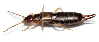 An Earwig