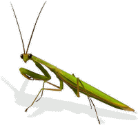 Praying Mantis